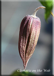 Clematis photograph