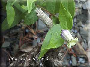 Clematis photograph