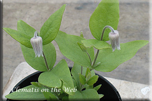 Clematis photograph