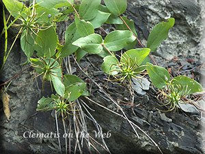 Clematis photograph