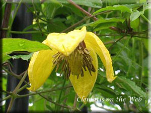 Clematis photograph