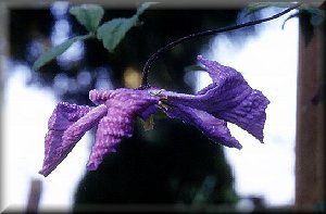 Clematis photograph