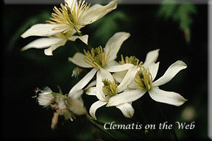 Clematis photograph