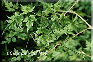 Clematis photograph