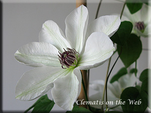 Clematis photograph