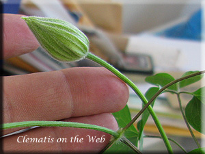 Clematis photograph