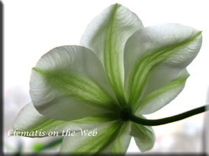 Clematis photograph