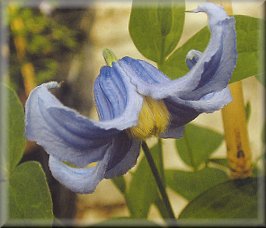 Clematis photograph