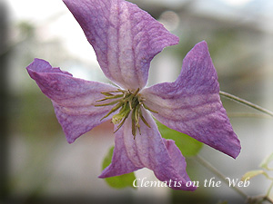 Clematis photograph