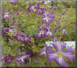 Clematis photograph