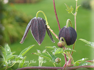 Clematis photograph