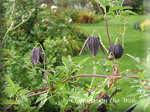 Clematis photograph