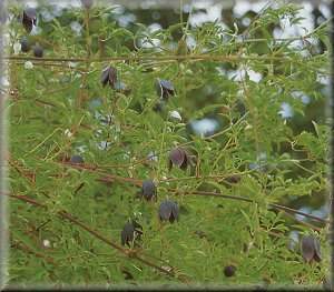 Clematis photograph