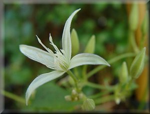 Clematis photograph