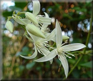 Clematis photograph