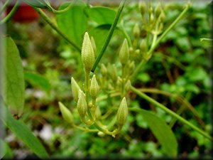 Clematis photograph