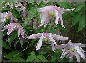 Clematis photograph