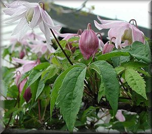 Clematis photograph