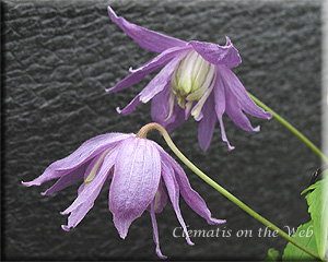 Clematis photograph