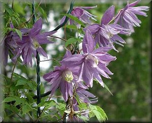 Clematis photograph