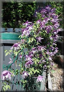 Clematis photograph