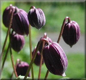 Clematis photograph