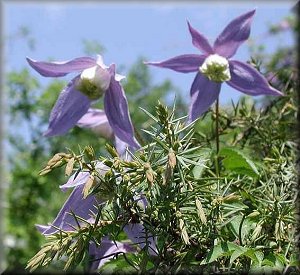 Clematis photograph