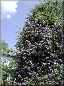 Clematis photograph