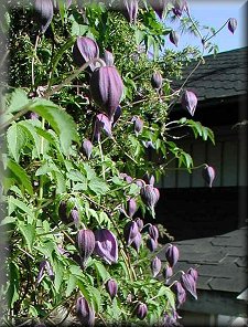 Clematis photograph