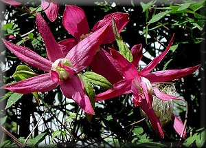 Clematis photograph