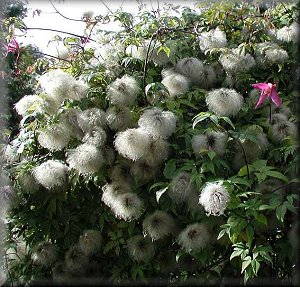 Clematis photograph