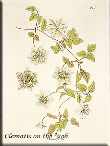 Clematis photograph