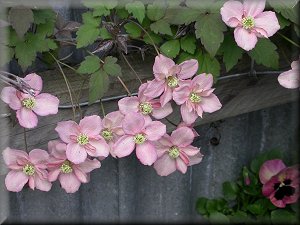 Clematis photograph