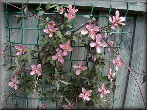 Clematis photograph