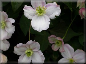 Clematis photograph