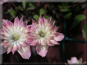 Clematis photograph