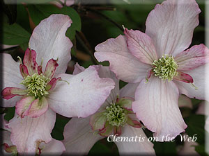 Clematis photograph