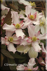 Clematis photograph