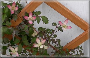 Clematis photograph