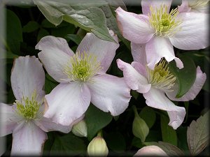 Clematis photograph