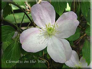 Clematis photograph