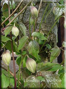 Clematis photograph