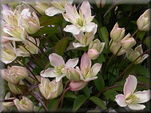 Clematis photograph