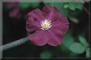 Clematis photograph