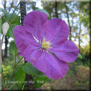 Clematis photograph