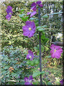 Clematis photograph