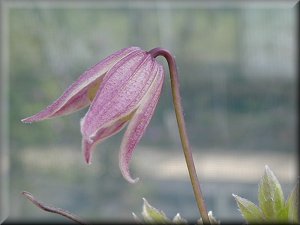 Clematis photograph