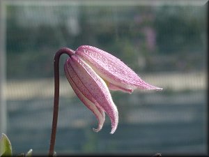 Clematis photograph