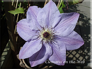 Clematis photograph