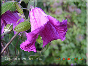 Clematis photograph